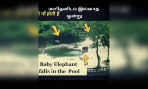 மனிதனிடம் இல்லாத ஒன்று !!