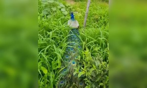 மயில் போல !!