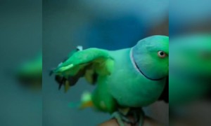 வாயா ! ஜிப்ஸி !!