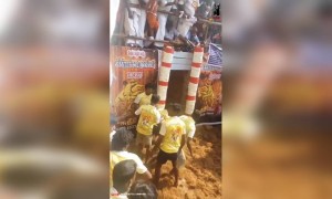 சீறிப்பாயும் காளைகள்...