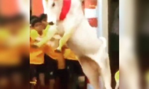 நான் அடிச்சா....