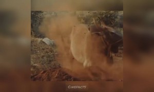 ஜல்லிக்கட்டு....