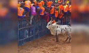 தில்லு இருந்தா முன்னாடி வாடா...