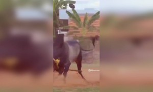 வா டா வா டா...