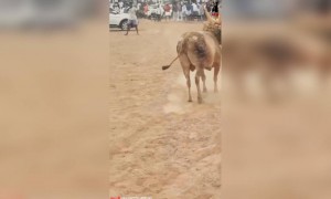 நெருப்புடா நெருங்குடா..