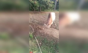 வீரம் வெளஞ்ச மண்ணுடா...