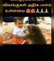 அதிக பாசம் !!